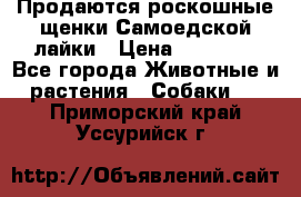 Продаются роскошные щенки Самоедской лайки › Цена ­ 40 000 - Все города Животные и растения » Собаки   . Приморский край,Уссурийск г.